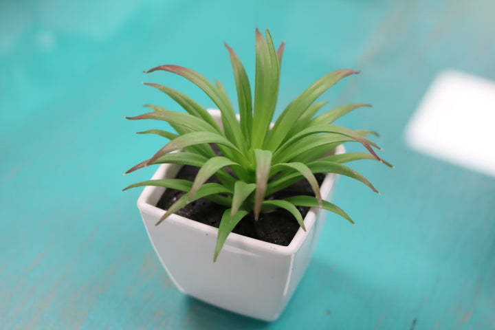 104-373-Faux Succulent(4)