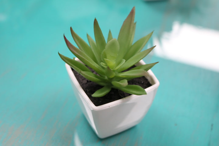 104-373-Faux Succulent(4)