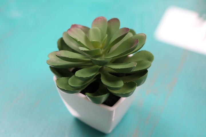 104-373-Faux Succulent(4)