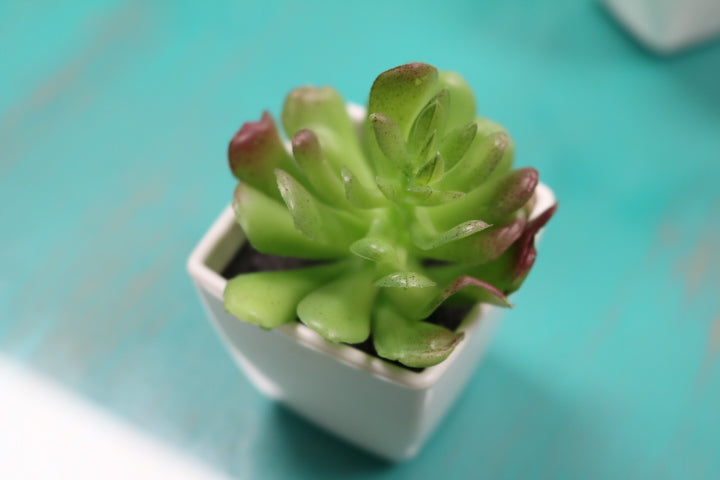 104-373-Faux Succulent(4)