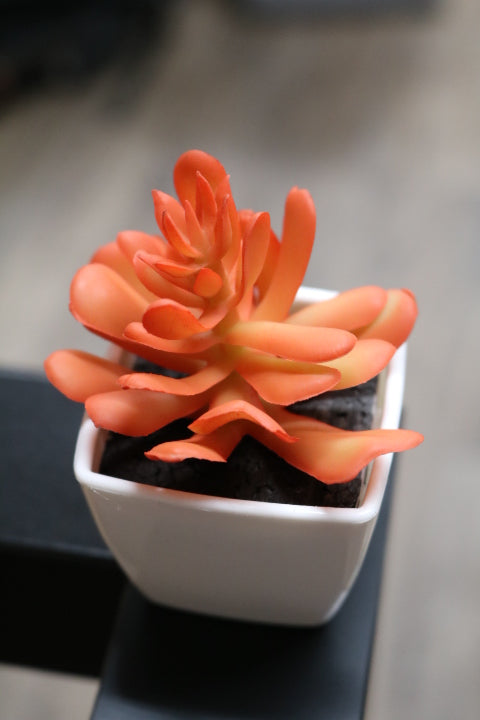 104-373-Faux Succulent(4)