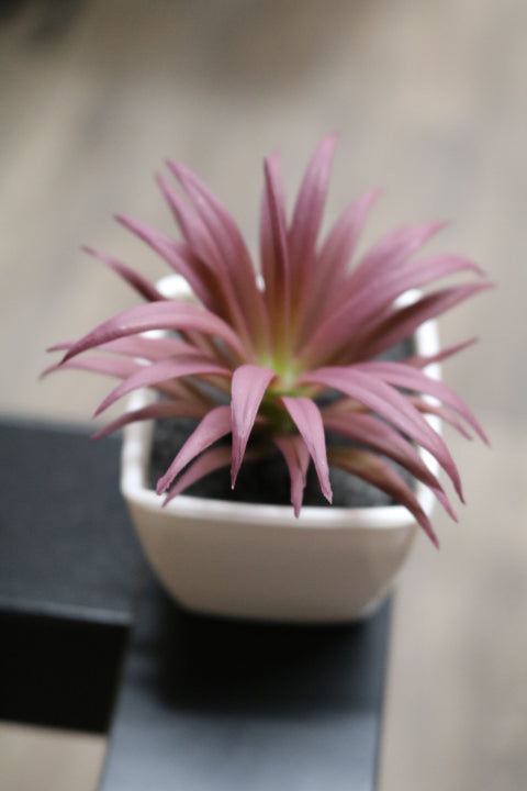 104-373-Faux Succulent(4)