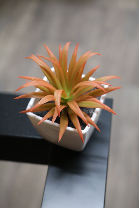 104-373-Faux Succulent(4)