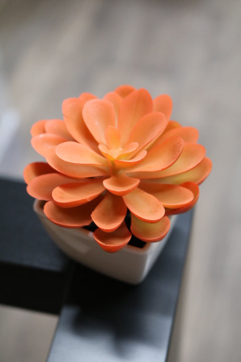 104-373-Faux Succulent(4)