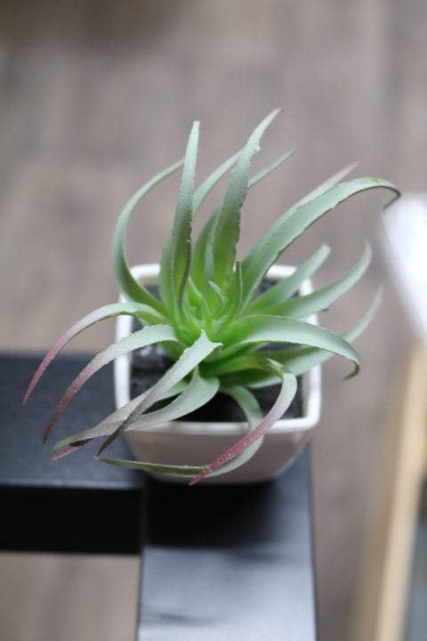 104-373-Faux Succulent(4)